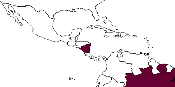 map of Anisepyris inzilbethi     Barbosa & Azevedo, 2018